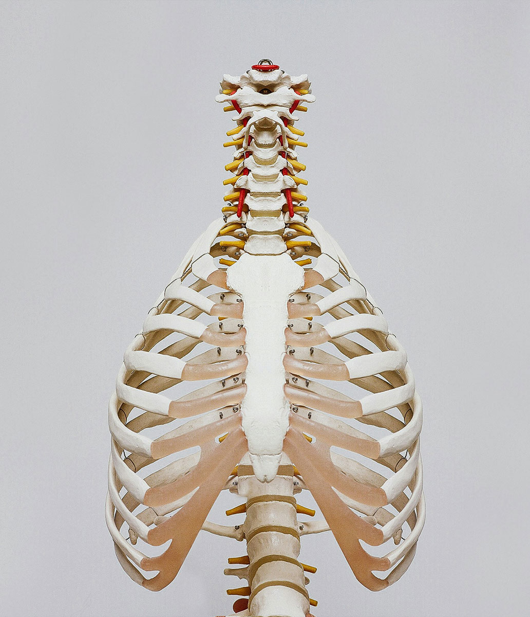 anatomie